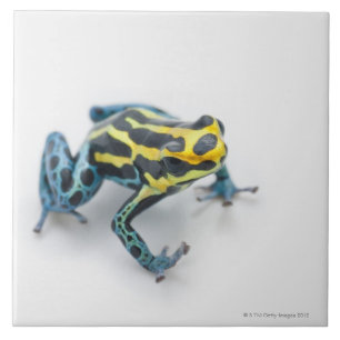 Black, Yellow and Blue Poison Dart Frog Tile