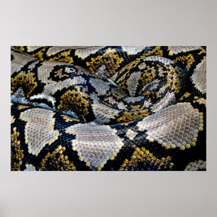 Black, yellow, and grey python poster
