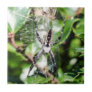 Black & Yellow Argiope Garden Spider Ceramic Tile