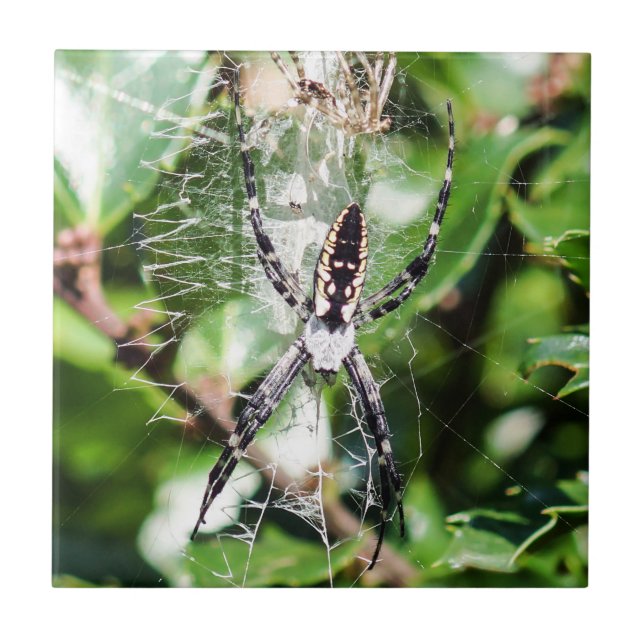 Black & Yellow Argiope Garden Spider Ceramic Tile (Front)