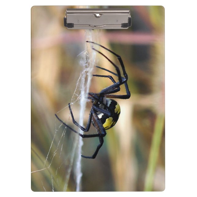 Black & Yellow Argiope Garden Spider Clipboard (Front)