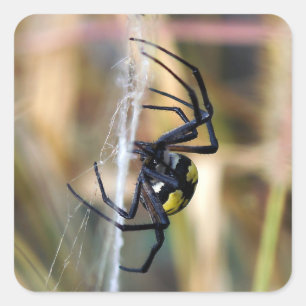 Black & Yellow Argiope Garden Spider Sticker