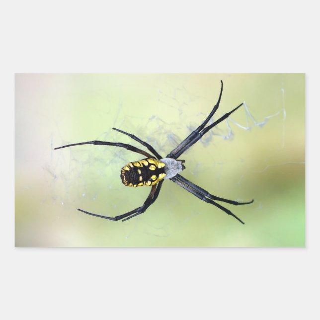 Black & Yellow Argiope Garden Spider Sticker (Front)