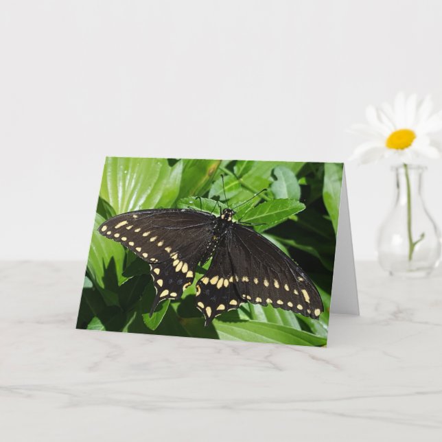 Black Yellow Spotted Butterfly Close-Up Photo Card (Small Plant)