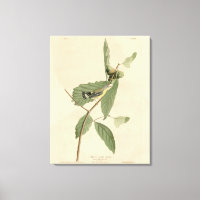 Black & Yellow Warbler, Audubon's Birds of America