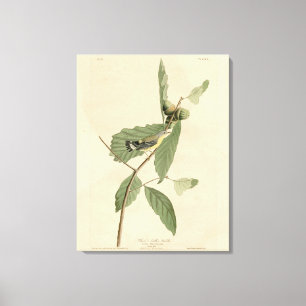 Black & Yellow Warbler, Audubon's Birds of America Canvas Print