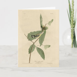 Black & Yellow Warbler, Audubon's Birds of America Card