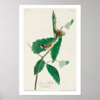 Black & Yellow Warbler by Audubon Poster