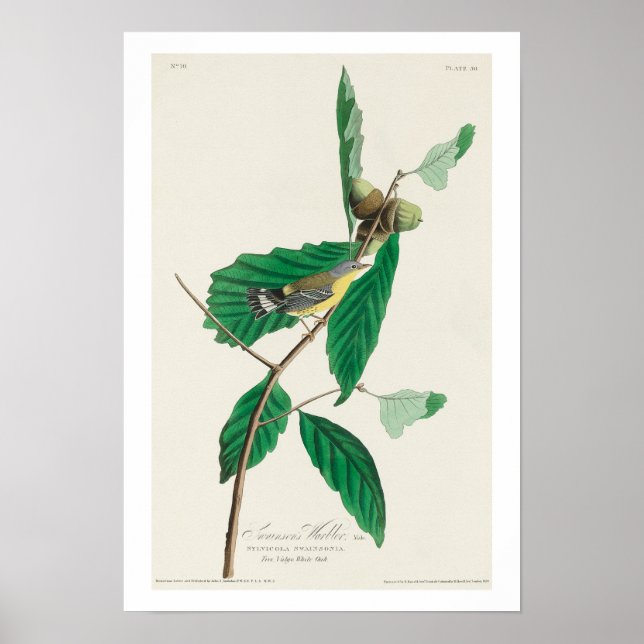 Black & Yellow Warbler by Audubon Poster (Front)