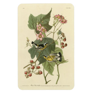 Black & Yellow Warblers Audubon's Birds of America Magnet