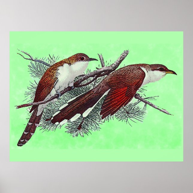 Black & Yellowed Billed Cuckoo Birds Poster (Front)