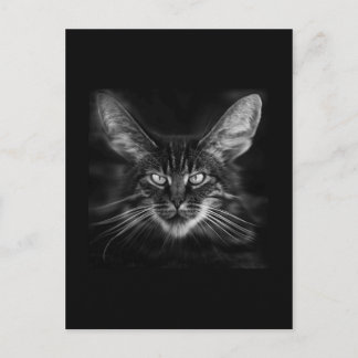 blackat postcard