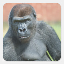 Blackback Gorilla Lope Portrait