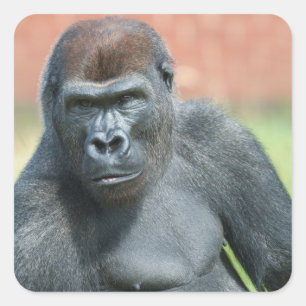 Blackback Gorilla Lope Portrait Square Sticker