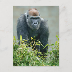 Blackback Gorilla Lope Postcard