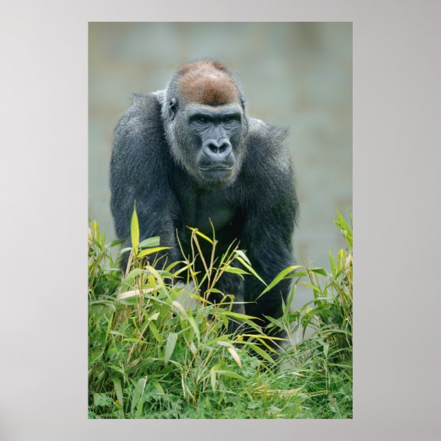 Blackback Gorilla Lope Poster (Front)