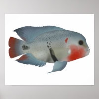 Blackbelt Cichlid