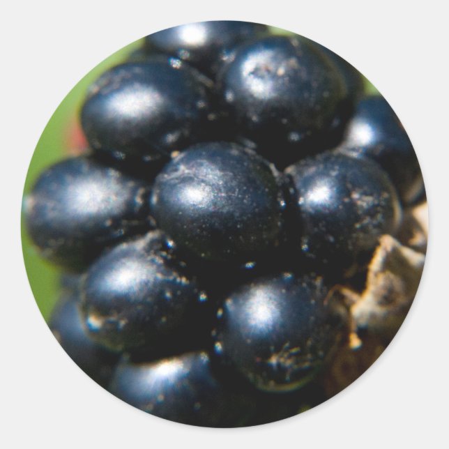 Blackberries Classic Round Sticker (Front)