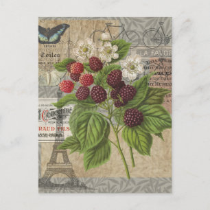 Blackberries Floral Garden Flower Butterfly Art Postcard