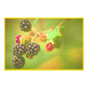 "Blackberries Fruit Plant" Cute Photo. Buy Now Photo Print