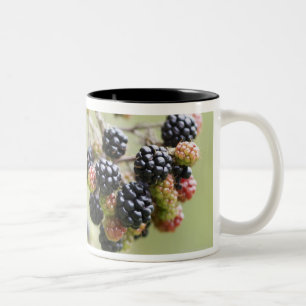 Blackberries growing outdoors. Two-Tone coffee mug