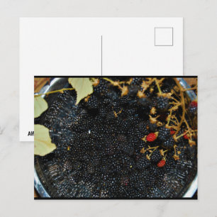 Blackberries in Colander Postcard