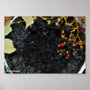 Blackberries in Colander Poster