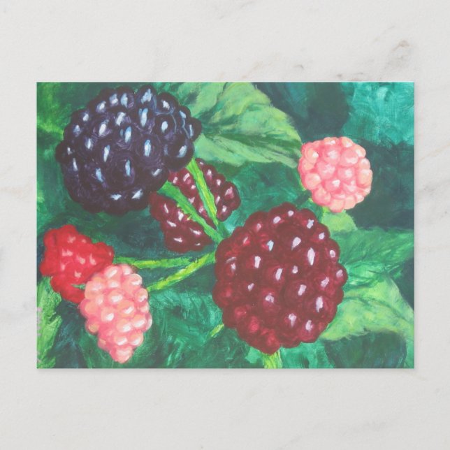 Blackberries of all Ages Ripening on the Vine Postcard (Front)