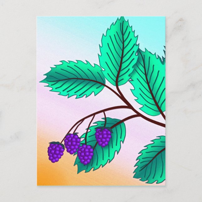 Blackberries on a branch postcard (Front)