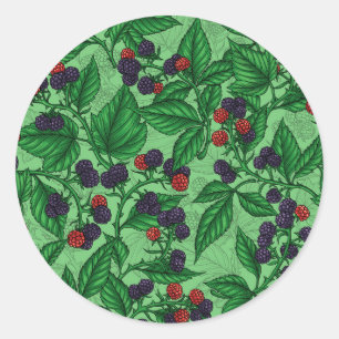 Blackberries on green classic round sticker