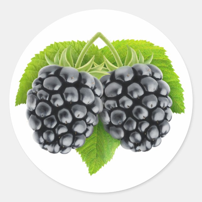 Blackberries on leaves classic round sticker (Front)