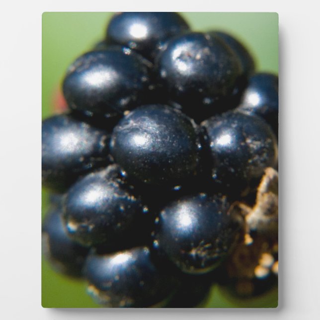 Blackberries Plaque (Front)