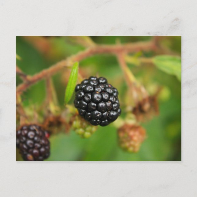 Blackberries Postcard (Front)