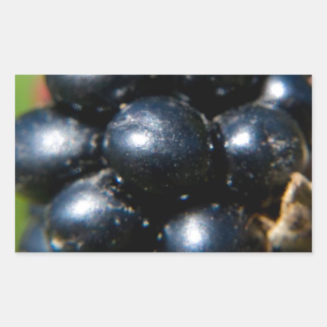 Blackberries Rectangular Sticker (Front)