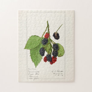 Blackberries (Rubus subg. Rubus Watson) Fruit Jigsaw Puzzle