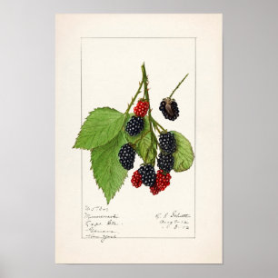 Blackberries (Rubus subg. Rubus Watson) Fruit Poster