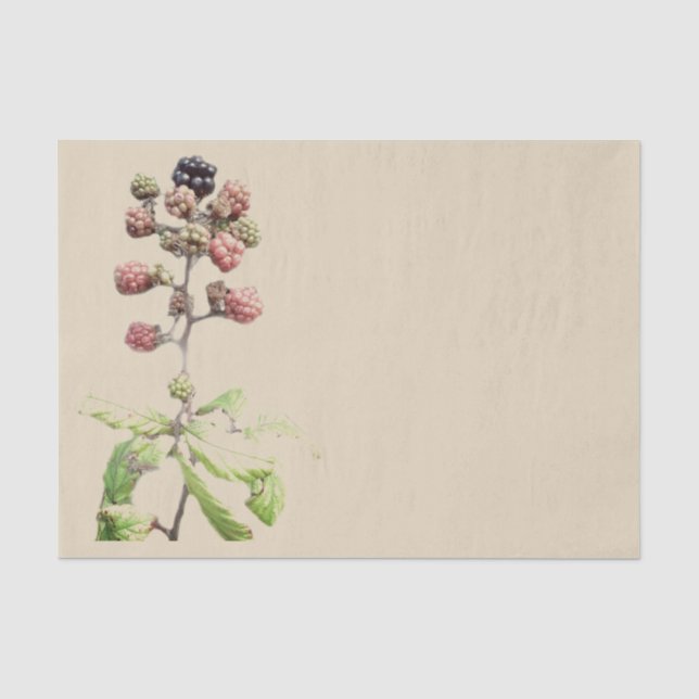 Blackberry Background Tissue Paper (Front)