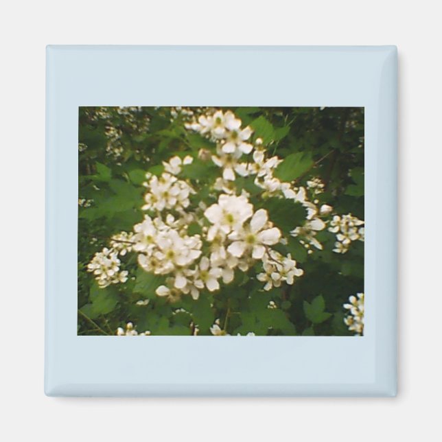 Blackberry Bloom Magnet (Front)