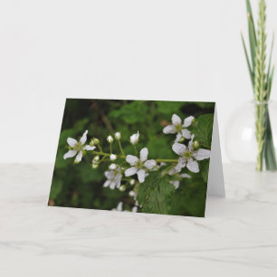 Blackberry Blossoms Card
