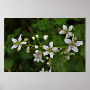 Blackberry Blossoms Poster