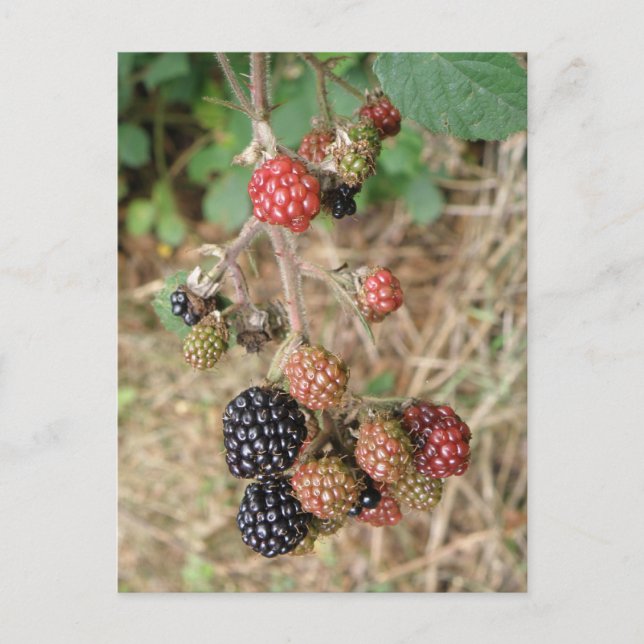 Blackberry Bonanza Postcard (Front)