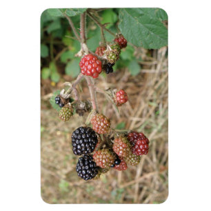 Blackberry Bonanza Premium Magnet