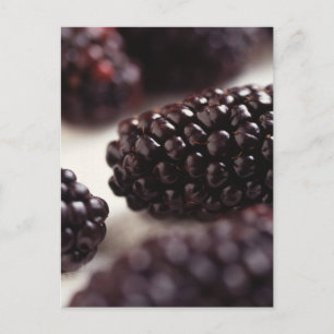 Blackberry Closeup Postcard