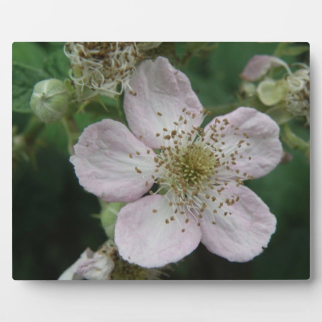 Blackberry Flower Macro Plaque (Front)
