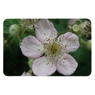 Blackberry Flower Macro Premium Magnet