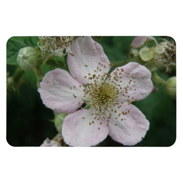 Blackberry Flower Macro Premium Magnet (Horizontal)