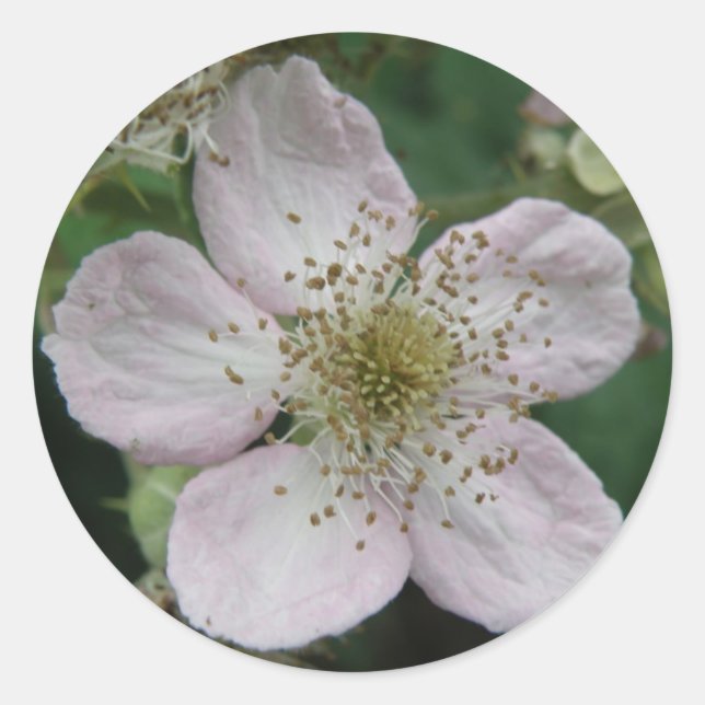 Blackberry Flower Macro Sticker (Front)
