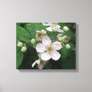 Blackberry Flowers Canvas Print