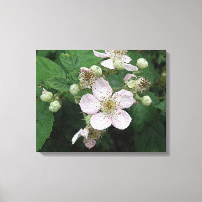 Blackberry Flowers Canvas Print (Front)