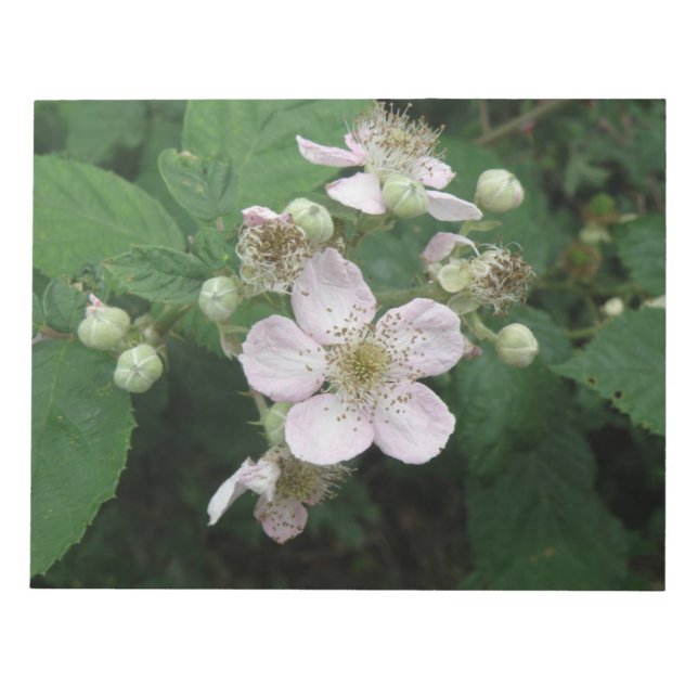 Blackberry Flowers Notepad (Front)